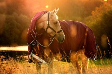 Horseware Rugs