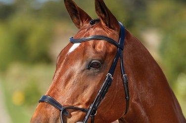 30% OFF the Collegiate Training Bridle!