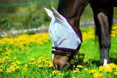Fly Masks