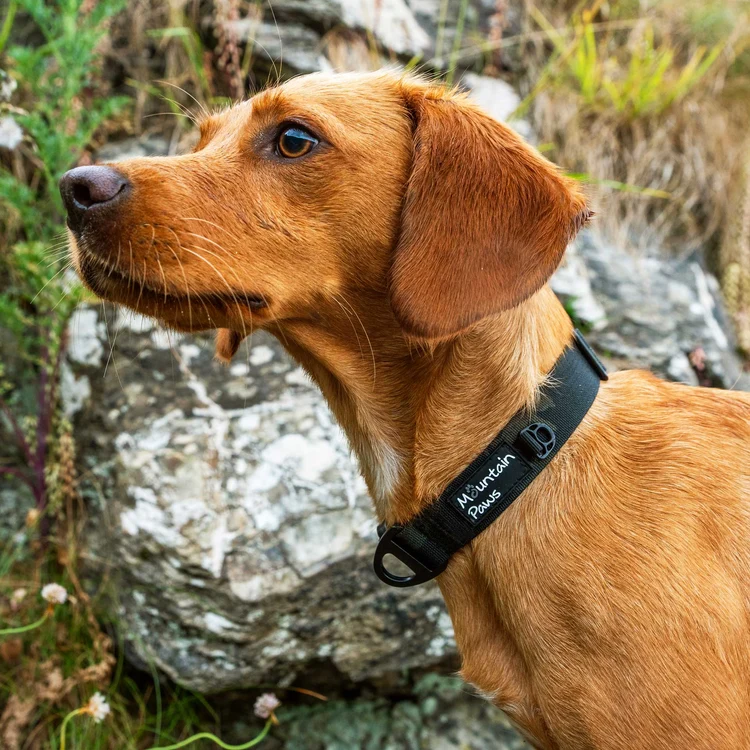 80565 tough collar camo 1