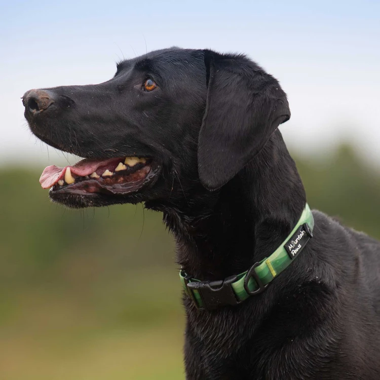 80577 80580 waterproof collar green 2