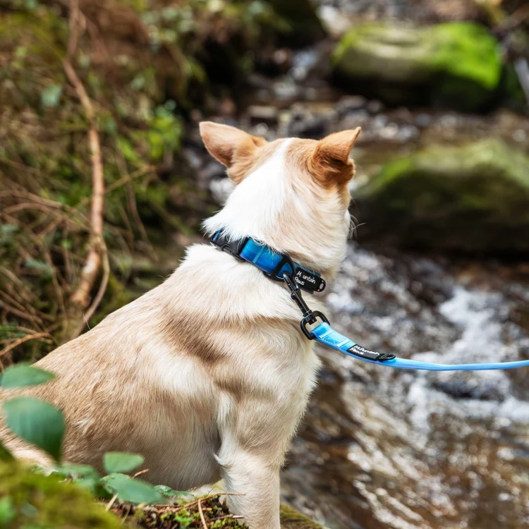 80573 80576 waterproof collar blue 1