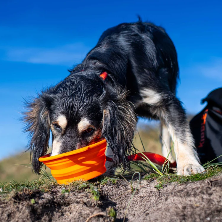 81020 silicone collapsible bowl orange 9