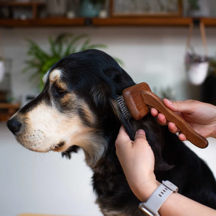 81431 dog pin brush 3