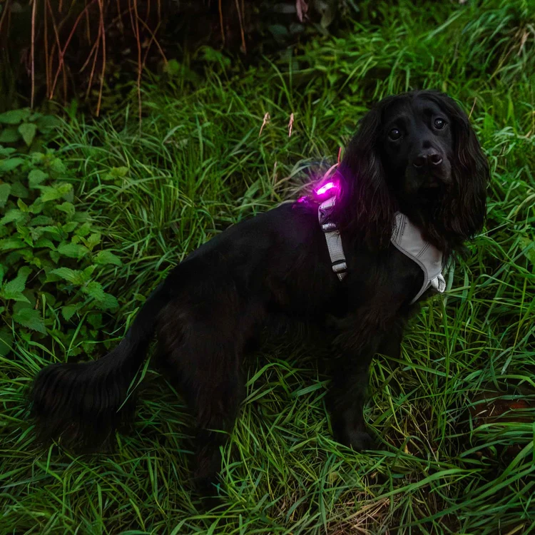 81413 rechargeable dog safety light 9
