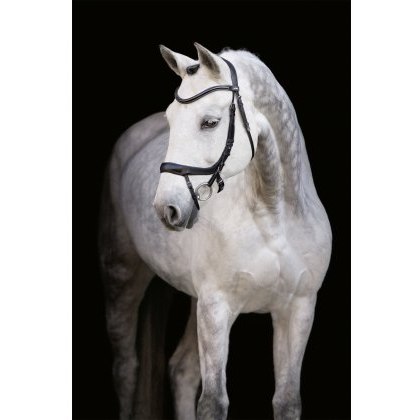 Schockemohle Equitus Alpha Bridle Schockemohle Equitus Alpha Bridle