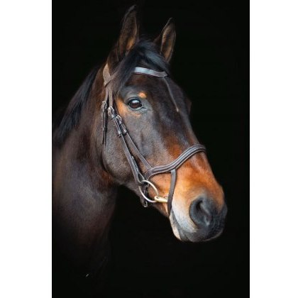 Cameo Equine Core Collection Anatomic Bridle Cameo Equine Core Collection Anatomic Bridle