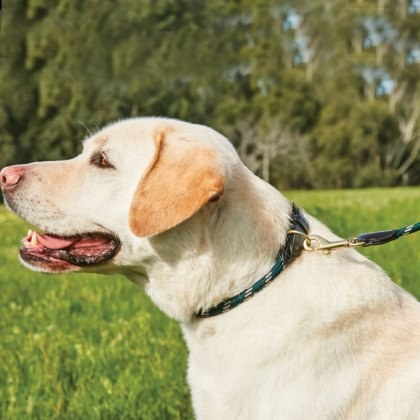 Weatherbeeta Rope Leather Dog Collar Weatherbeeta Rope Leather Dog Collar