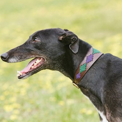 Weatherbeeta Lurcher Polo Leather Dog Collar Weatherbeeta Lurcher Polo Leather Dog Collar