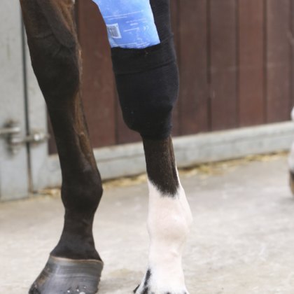 Kentucky Tendon Grip Sock Kentucky Tendon Grip Sock
