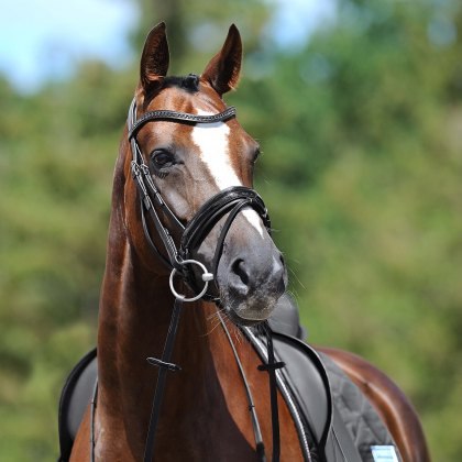 Passier Apollo Snaffle Bridle w/ Rubber Reins Passier Apollo Snaffle Bridle w/ Rubber Reins