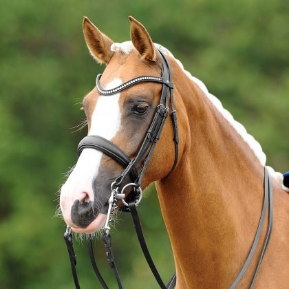 Passier Blue Dream Double Bridle w/ Reins Passier Blue Dream Double Bridle w/ Reins