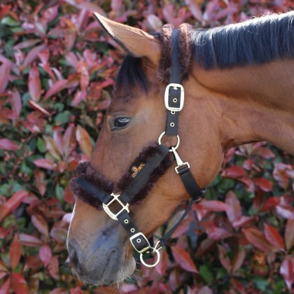 Kentucky Sheepskin Head Collar