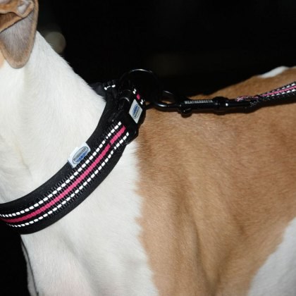 Weatherbeeta Reflective Dog Collar Weatherbeeta Reflective Dog Collar