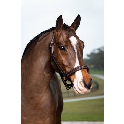 LeMieux Stitched Hunter Headcollar