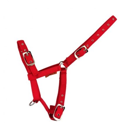 Cameo Equine Foal Headcollar