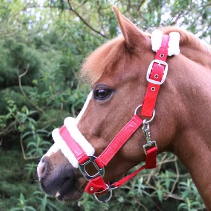 Hy Christmas Santa Headcollar
