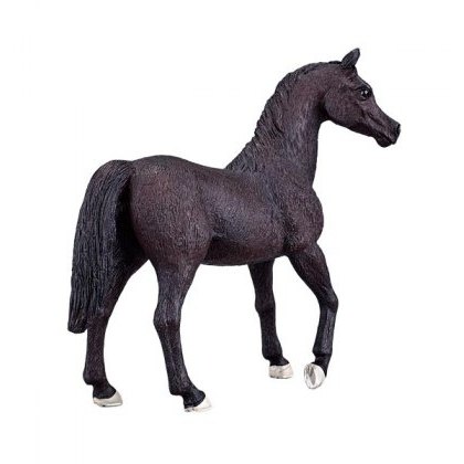 Mojo: Arabian Stallion Black