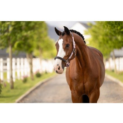LeMieux Capella Headcollar - Fondant LeMieux Capella Headcollar - Fondant