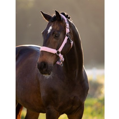 LeMieux Essence Headcollar - Fondant LeMieux Essence Headcollar - Fondant