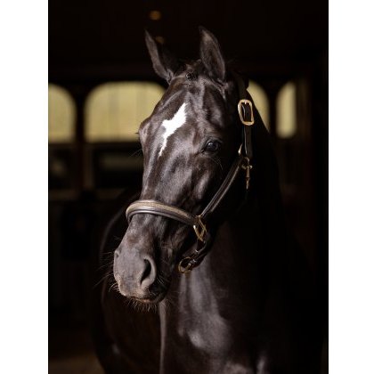 LeMieux Leather Crystal Headcollar - Brown