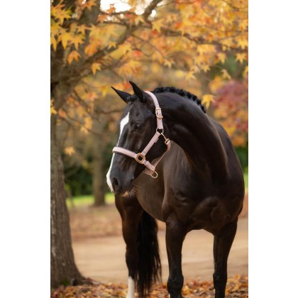 Essence Headcollar - Wild Rose