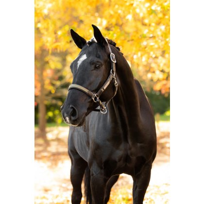 Capella Headcollar - Willow Green
