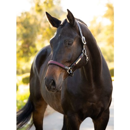 Capella Headcollar - Bramble Capella Headcollar - Bramble