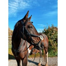 Cameo Equine Core Collection Grackle Bridle