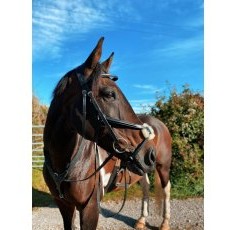 Cameo Equine Core Collection Grackle Bridle Cameo Equine Core Collection Grackle Bridle