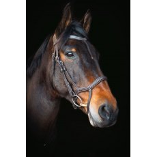 Cameo Equine Core Collection Anatomic Bridle