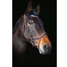 Cameo Equine Core Collection Anatomic Bridle