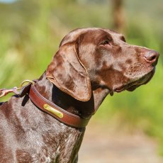 Weatherbeeta Padded Leather Dog Collar