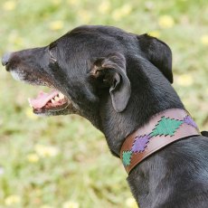 Weatherbeeta Lurcher Polo Leather Dog Collar