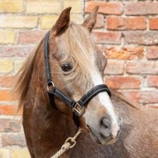 Cameo Equine Fieldsafe Headcollar Cameo Equine Fieldsafe Headcollar