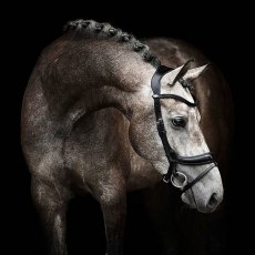 PS of Sweden Paladin Bridle