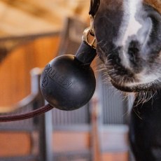 Kentucky Rubber Ball Wall & Lead Protector