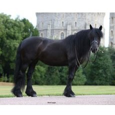 Breyer Carltonlima Emma Breyer Carltonlima Emma