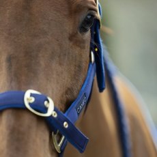 Cameo Equine Suede Padded Headcollar Cameo Equine Suede Padded Headcollar