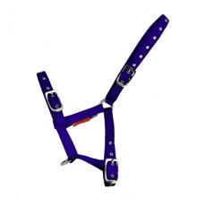 Cameo Equine Foal Headcollar