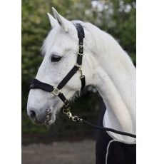 Cameo Equine Suede Elite Headcollar & Leadrope Cameo Equine Suede Elite Headcollar & Leadrope