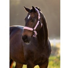 LeMieux Essence Headcollar - Fondant LeMieux Essence Headcollar - Fondant