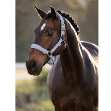 LeMieux Essence Headcollar - Powder Blue LeMieux Essence Headcollar - Powder Blue