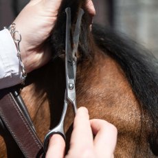 Smart Grooming 6.5" Curved Safety Scissors
