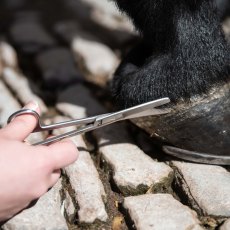 Smart Grooming 6" Curved Trimming Scissors