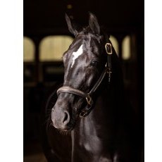 LeMieux Leather Crystal Headcollar - Brown LeMieux Leather Crystal Headcollar - Brown