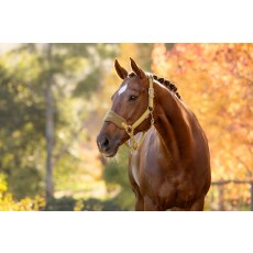 Vogue Headcollar & Leadrope - Gooseberry Vogue Headcollar & Leadrope - Gooseberry