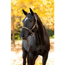 Capella Headcollar - Willow Green Capella Headcollar - Willow Green