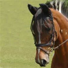 Equilibrium Net Relief Riding Mask