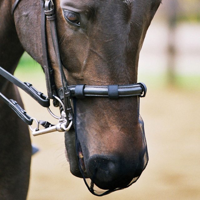 Horse wearing Equilibrium Net Relief Muzzle Net